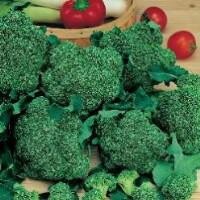  Keimsprossen Bio Brokkoli Grosspackung 1 Kg