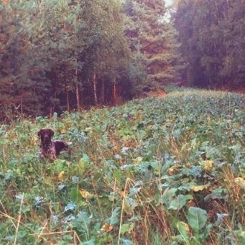  Pioniermischung Für Hoch- Und Niederwild 10kg