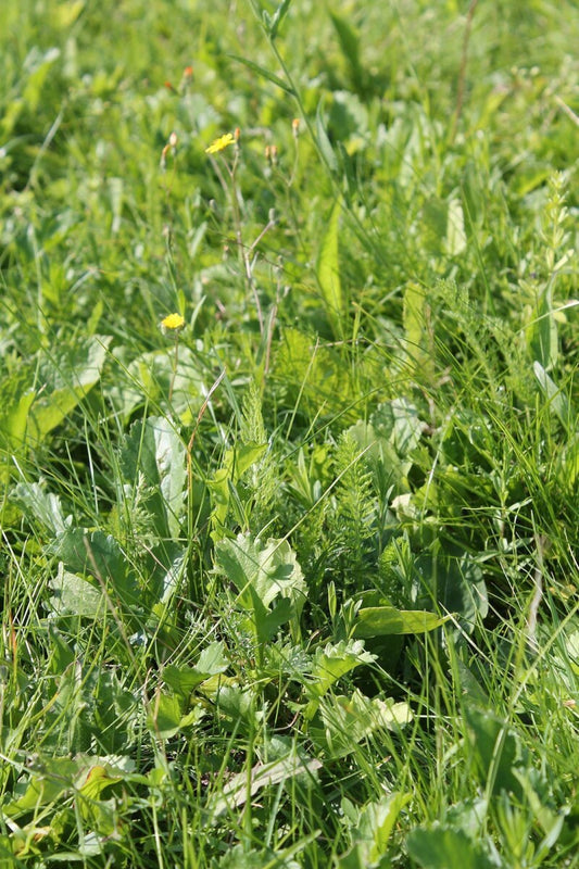  RSM-Rasensamen 2.4 Gebrauchsrasen Kräuterrasen 1kg