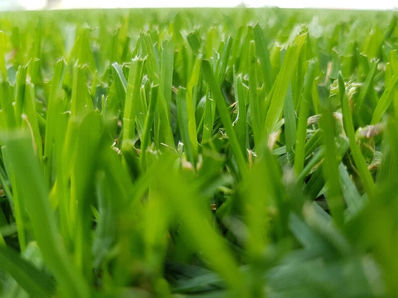  RSM 3.2 Sportrasen - Profi Mit Poa Pratensis & DynaSeed®, 10 Kg