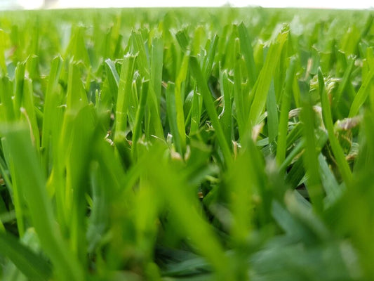  RSM 3.2 Sportrasen - Profi Mit Poa Pratensis & DynaSeed®, 10 Kg