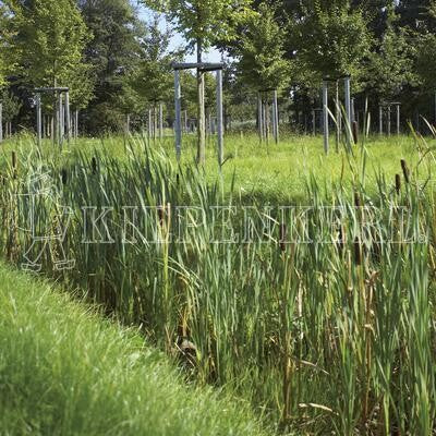  RSM-Rasensamen 8.1.1 Biotopmischung Grundmischung 1kg