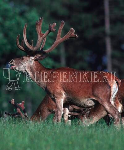  Kiepenkerl Wildwiese Mit Klee Und Kräutern (10 Kg)