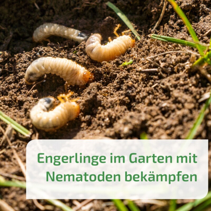  Nema-Green HB Nematoden Zur Bekämpfung Des Gartenlaubkäfers