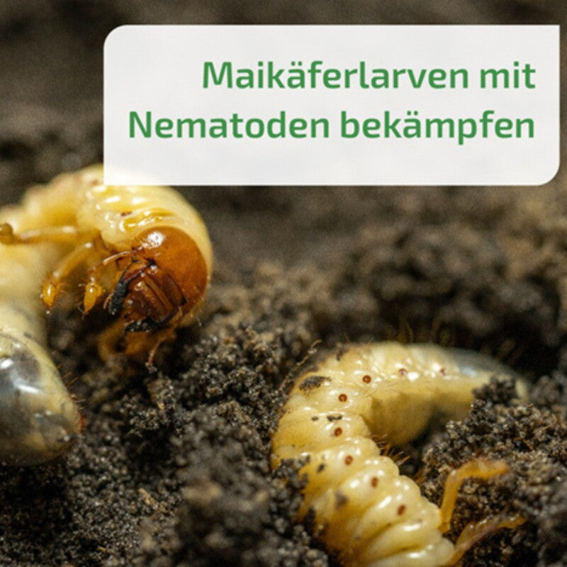  Nema-Green Maikäfer (Nematoden-Mix Gegen Maikäfer-Engerlinge) 75 Mio Für 100qm