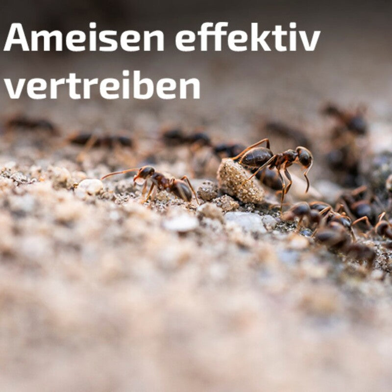  NemaPlus Ameisenfrei Biologische Ameisenvertreibung Durch SF Nematoden