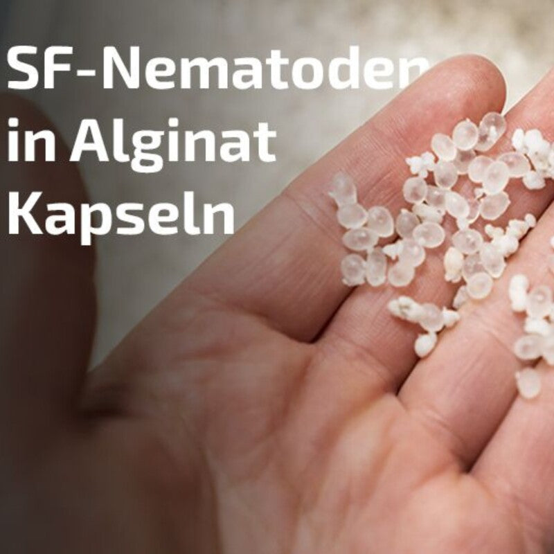  Nemaplus® Depot Präventive Trauermückenbekämpfung