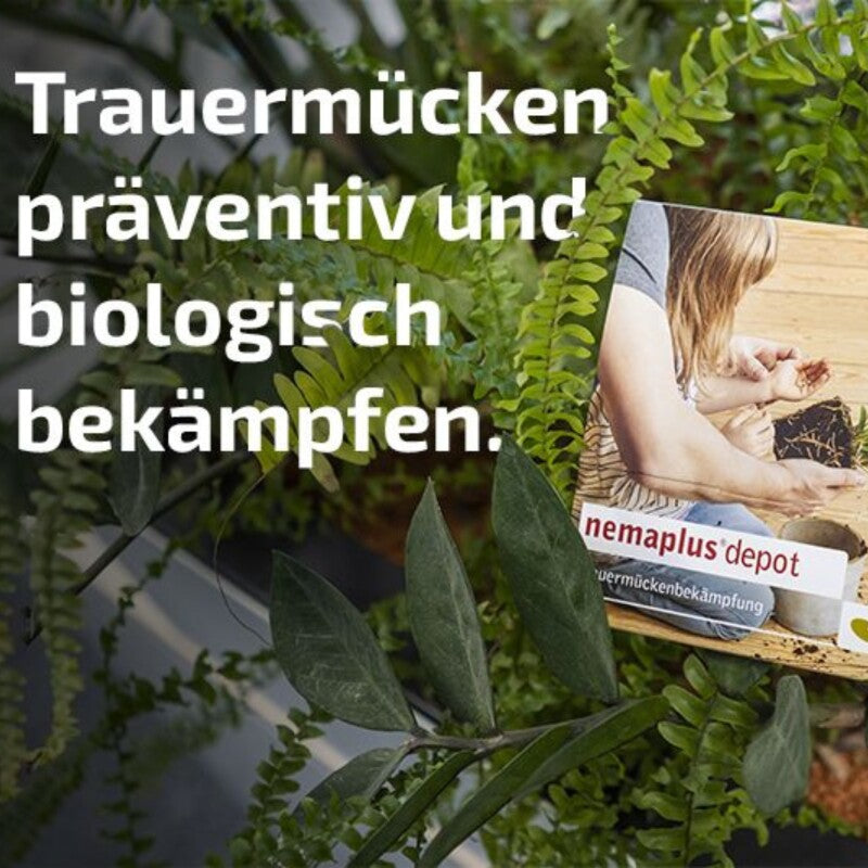  Nemaplus® Depot Präventive Trauermückenbekämpfung