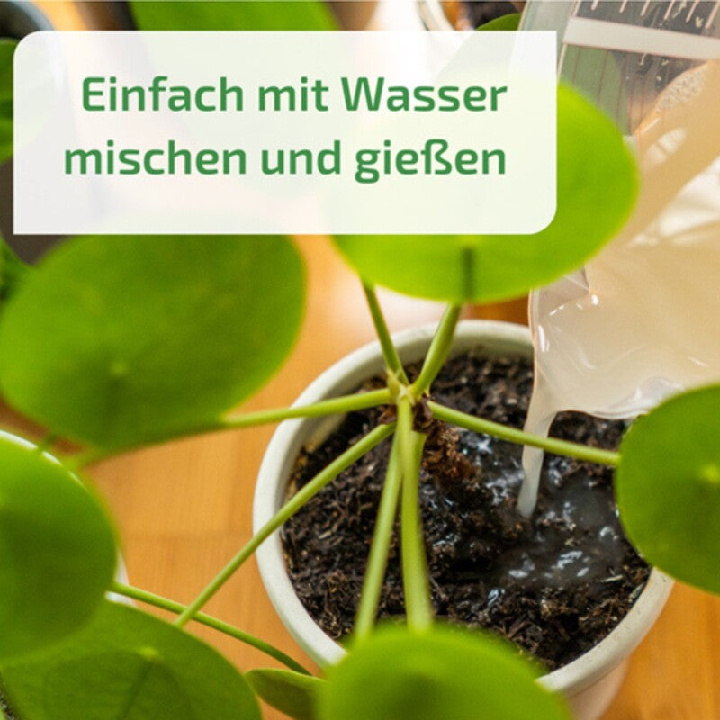  NemaPlus SF Nematoden Zur Bekämpfung Von Trauermücken