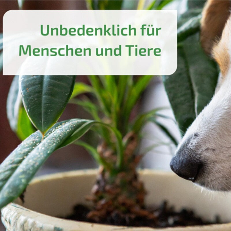  NemaPlus SF Nematoden Zur Bekämpfung Von Trauermücken