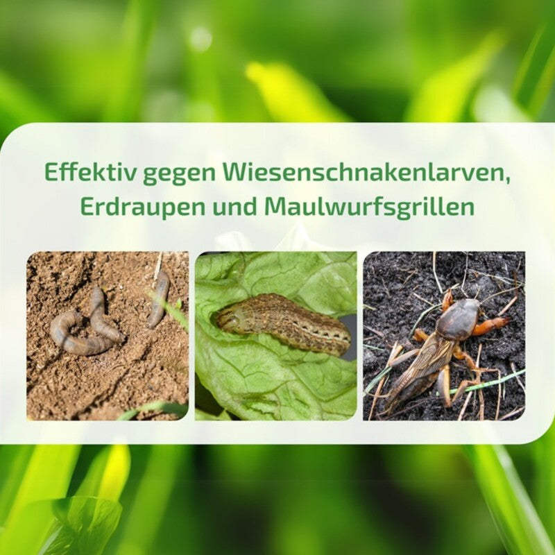  NemaStar SC Nematoden Zur Bekämpfung Von Maulwurfsgrillen Wiesenschnaken Und Erdraupen