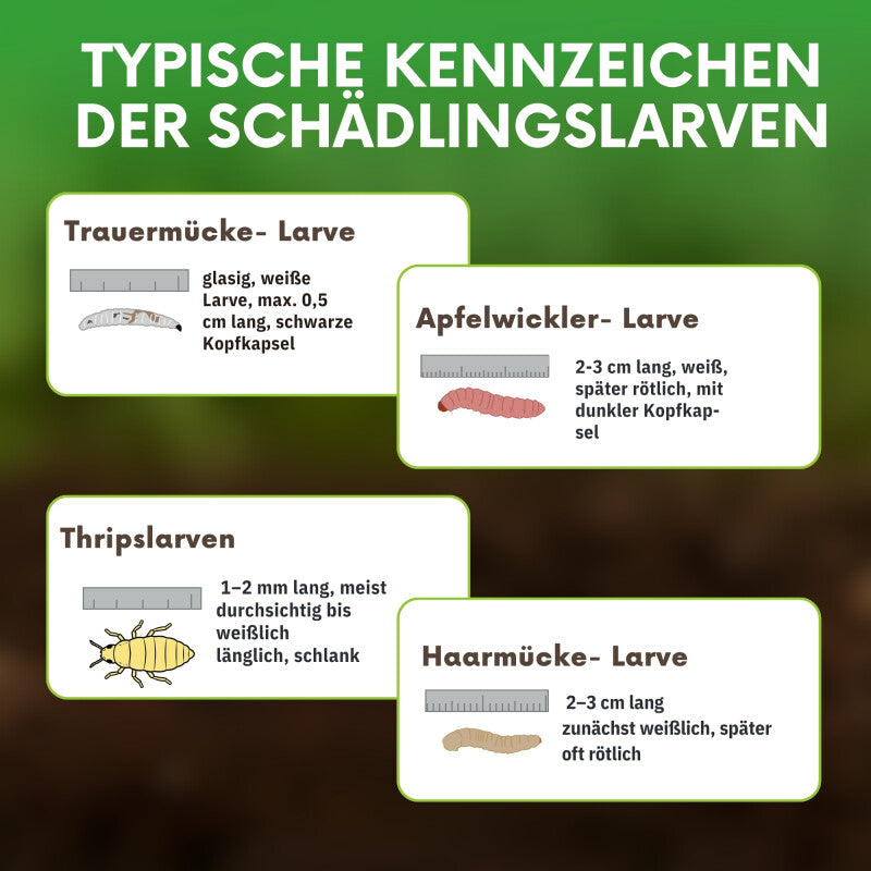  NemaTaurus® SF Nematoden | 1 - 1000 Mio Für 2 - 2000 M² | Gegen Trauermücken, Haarücken Und Trhipslarven In Der Erde