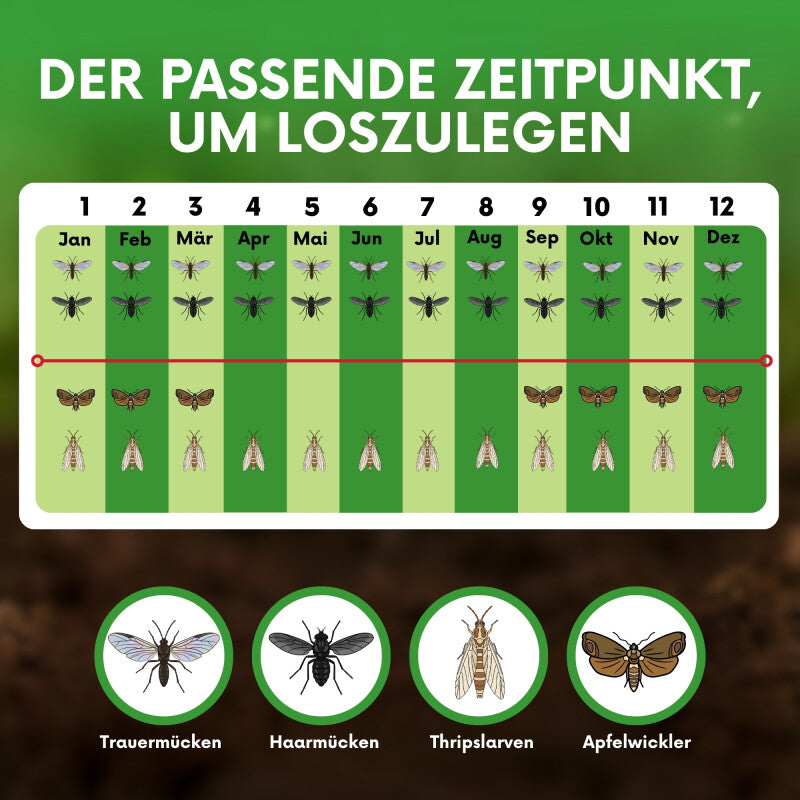  NemaTaurus® SF Nematoden | 1 - 1000 Mio Für 2 - 2000 M² | Gegen Trauermücken, Haarücken Und Trhipslarven In Der Erde