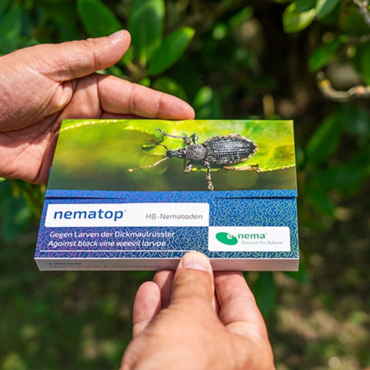  NemaTop HB Nematoden Zur Bekämpfung Des Dickmaulrüsslers