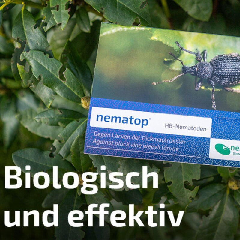  NemaTop HB Nematoden Zur Bekämpfung Des Dickmaulrüsslers