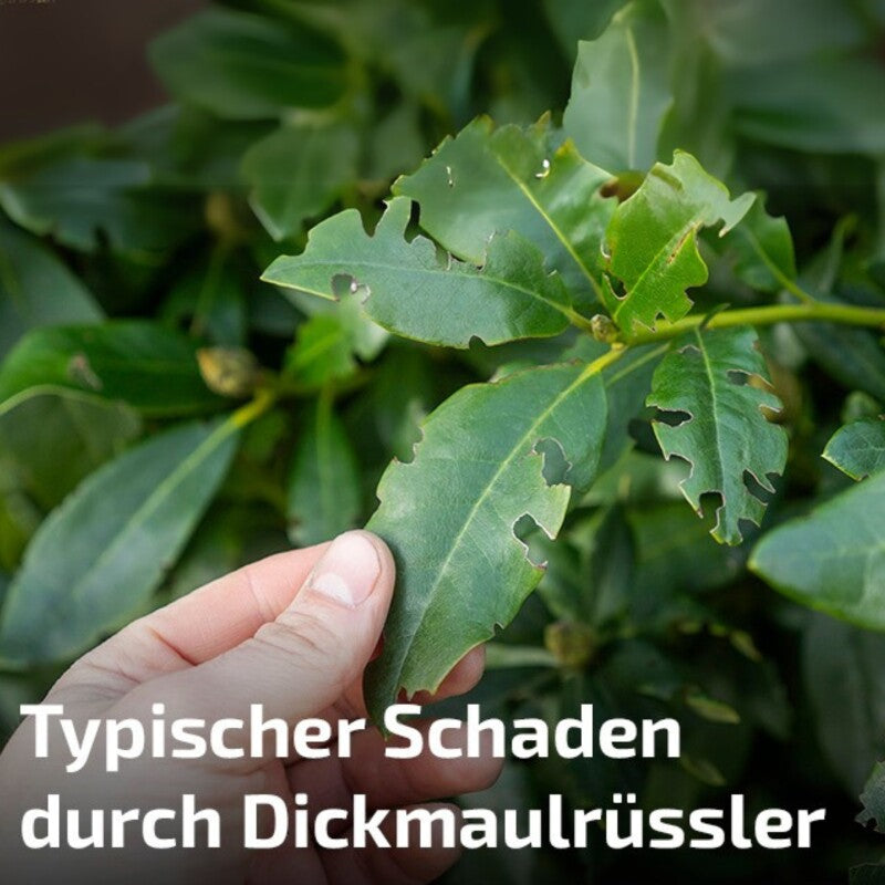  NemaTop Käferstopp Fangbrett Für Adulte Dickmaulrüssler