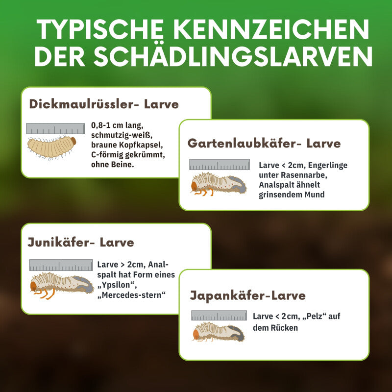  NemaTaurus® HB Nematoden | Gegen Dickmaulrüssler Gartenlaubkäfer Purzelkäfer Junikäfer Dungkäfer