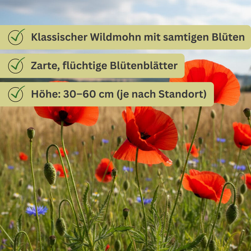  Papaver Rhoeas Klatschmohn Wildform 10g