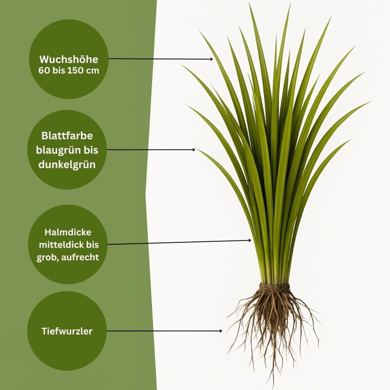 Samenshop24® Rohrschwingel Festuca Arundinacea, Inhalt: 1kg, Widerstandsfähig Gegen Dürre Und Hitze