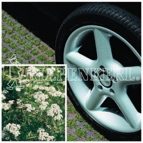  RSM-Rasensamen 5.1.1 Parkplatzrasen Mit 2% Achillea 10kg