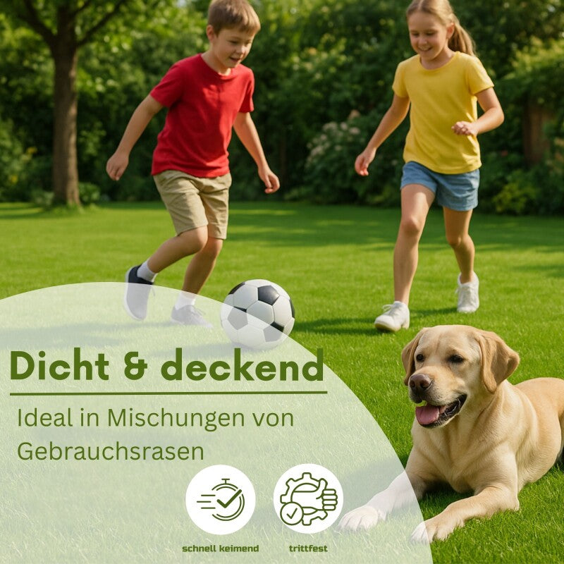  Samenshop24® RSM-Rasensamen 2.3 Gebrauchsrasen Spielrasen 1kg Für 40qm
