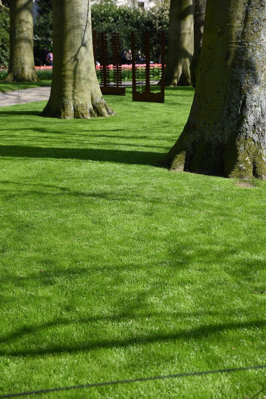  RSM-Rasensamen 2.3 Mit Poa Supina Gebrauchsrasen Spielrasen Für Schattige Feuchte Lagen