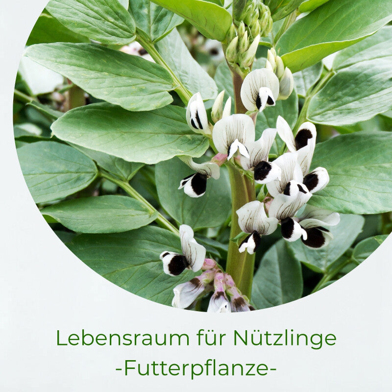  Samenshop24® Ackerbohnen Pferdebohnen Vicia Faba, Inhalt: 1kg Für Ca. 50m², Nicht Winterharte Gründüngerpflanzen, Tief Wurzelnd Und Stickstoffbindend
