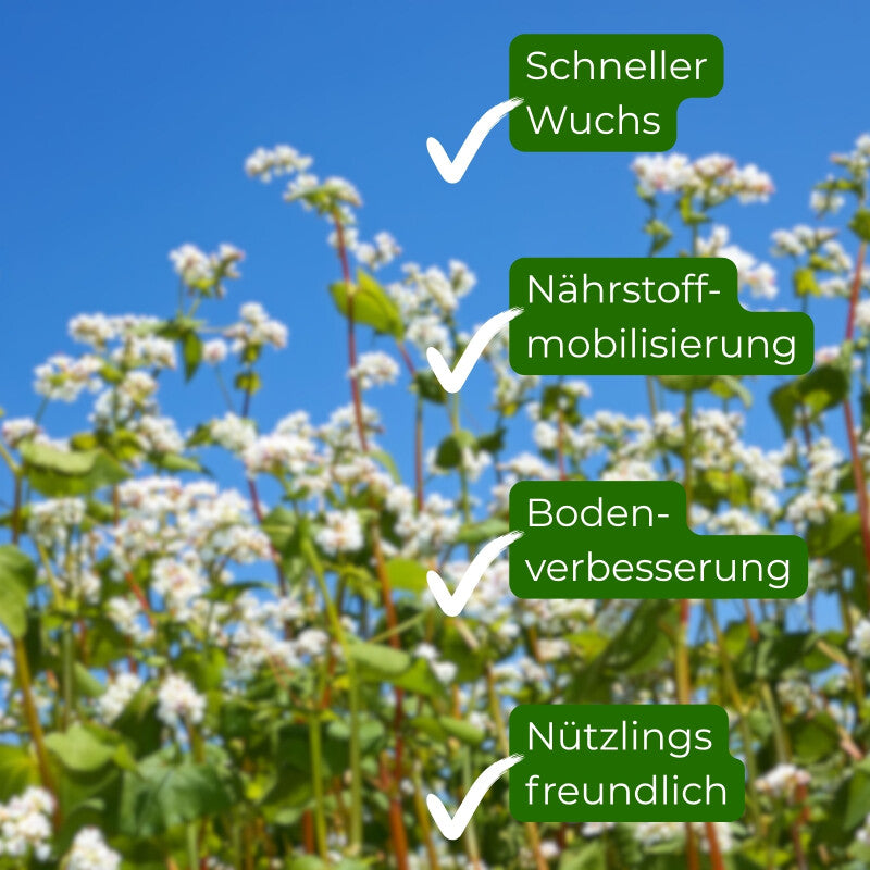  Samenshop24® Buchweizen Gründünger Inhalt: 1kg