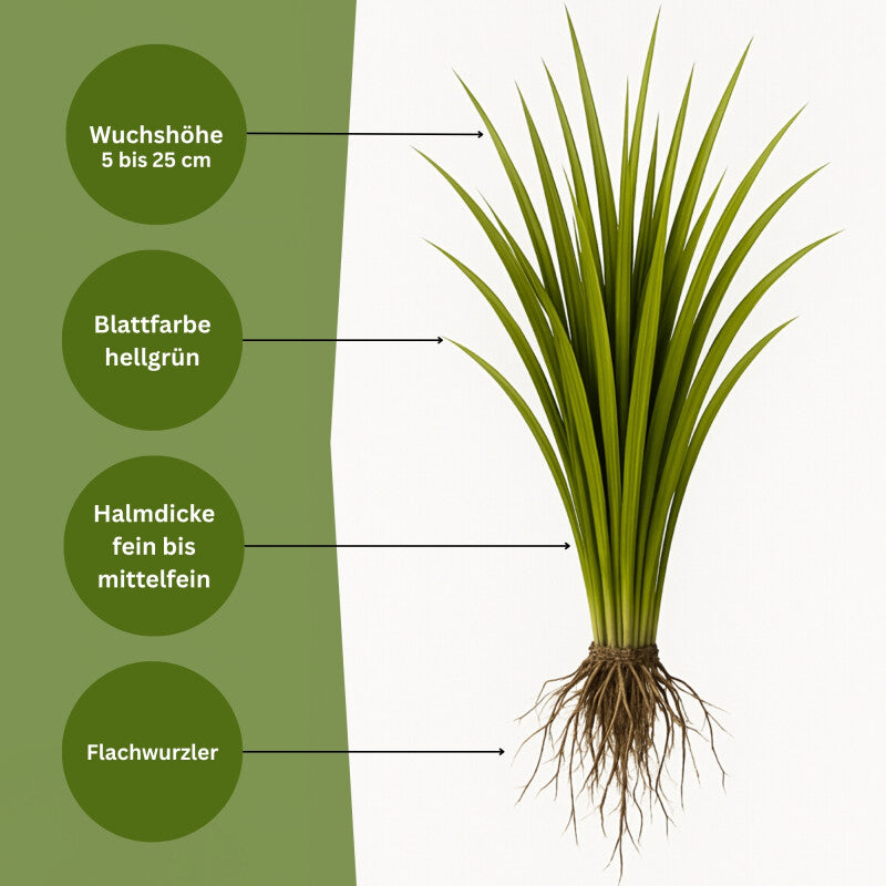  Samenshop24® Einjähriges Rispengras, Poa Annua 1kg