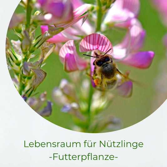  Samenshop24® Esparsette Ambra Onobrychis Viciifolia, Futterpflanze Gründünger 1kg