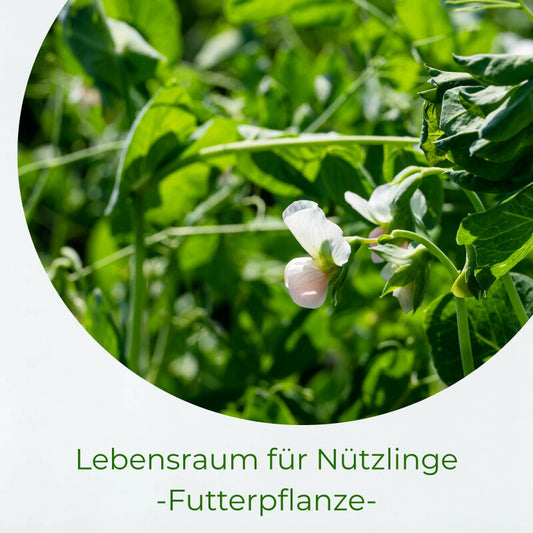  Samenshop24® Futtererbsen, Inhalt: 1kg Für 75m², Gründüngung & Futterpflanze