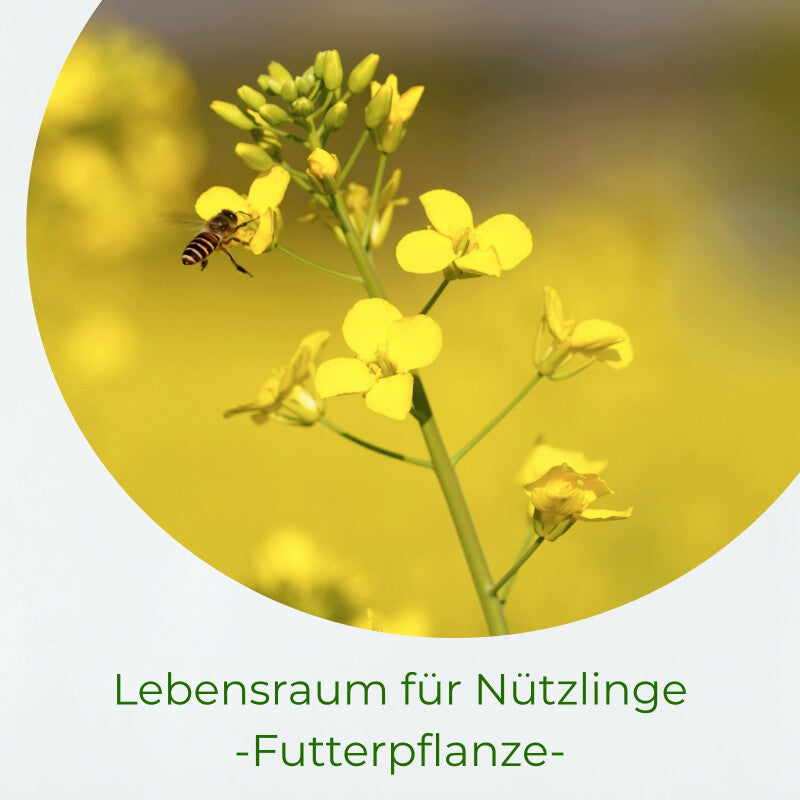  Samenshop24® Gelbsenf, Bodenkur & Gründünger, Premium Saatgut