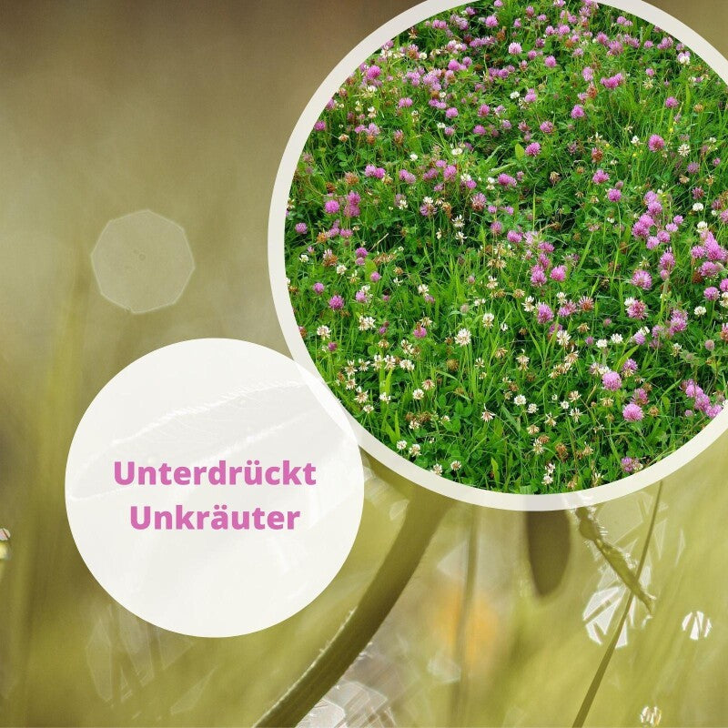  Samenshop24® Rotklee, Inhalt: 1kg Für Ca. 280m², Stickstoffsammler, Futterpflanze Für Nützlinge