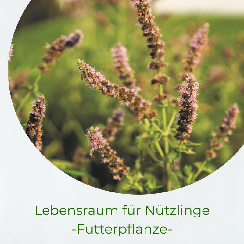  Samenshop24® Waldstaudenroggen Secale Multicaule 1kg