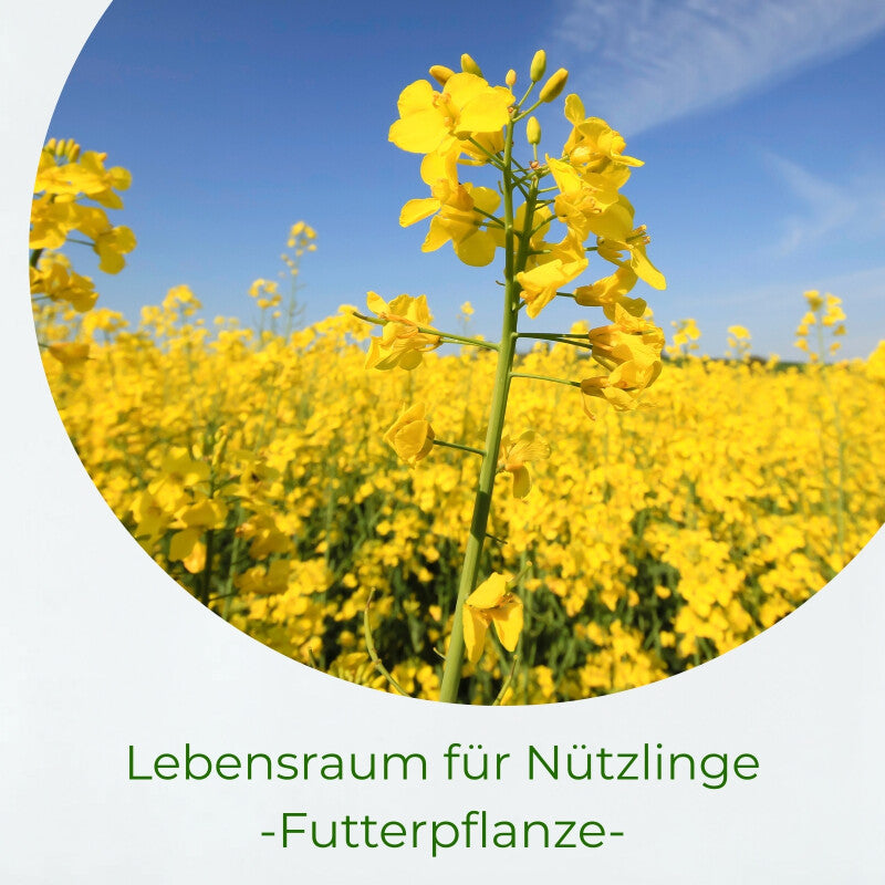 Samenshop24® Winterraps Bodenkur & Gründüngung Inhalt: 1kg