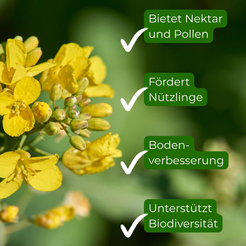  Samenshop24® Winterraps Bodenkur & Gründüngung Inhalt: 1kg