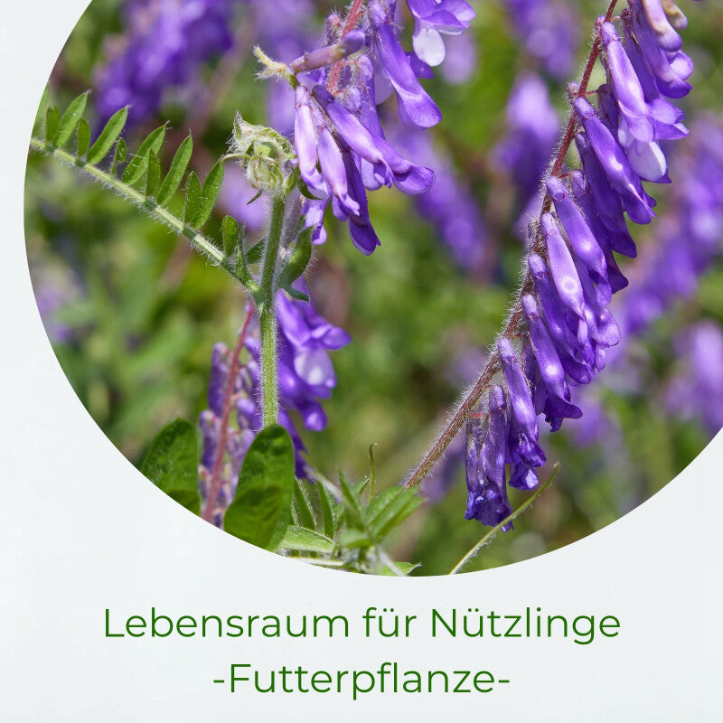  Samenshop24® Winterwicken, Vicia Villosa, Inhalt: 1kg Für Ca. 125 M²