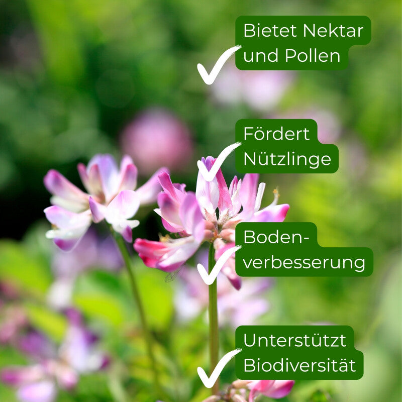  Samenshop24® Winterwicken, Vicia Villosa, Inhalt: 1kg Für Ca. 125 M²