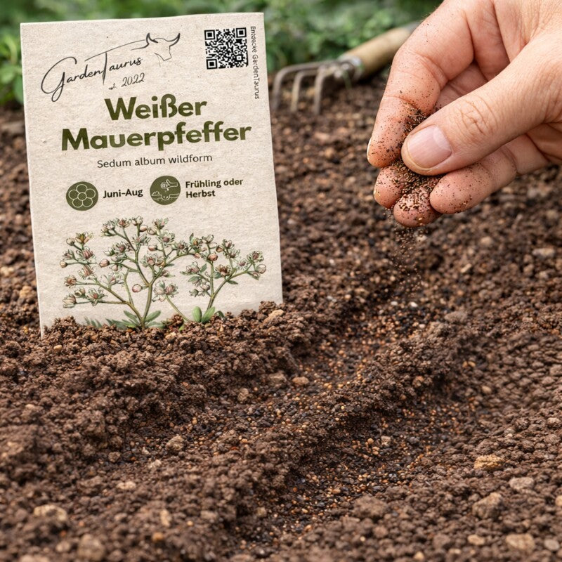  Weißer Mauerpfeffer Sedum Album Wildform Bodendecker Für Steingärten Heidegärten Und Dachbegrünung