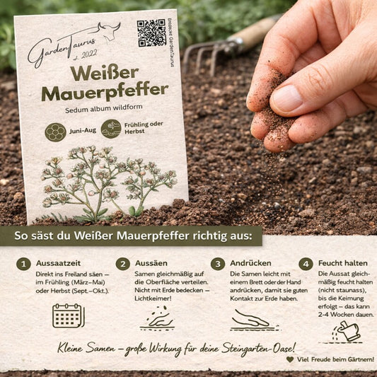  Weißer Mauerpfeffer Sedum Album Wildform Bodendecker Für Steingärten Heidegärten Und Dachbegrünung
