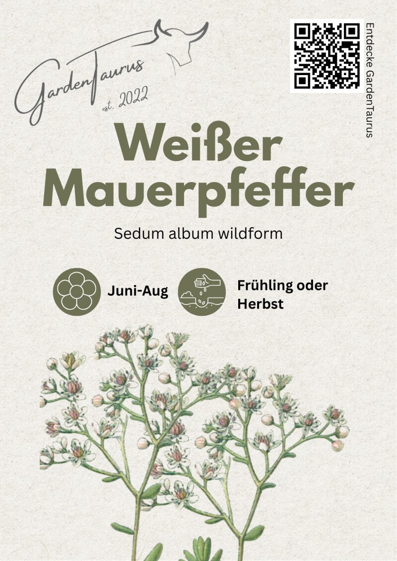  Weißer Mauerpfeffer Sedum Album Wildform Bodendecker Für Steingärten Heidegärten Und Dachbegrünung