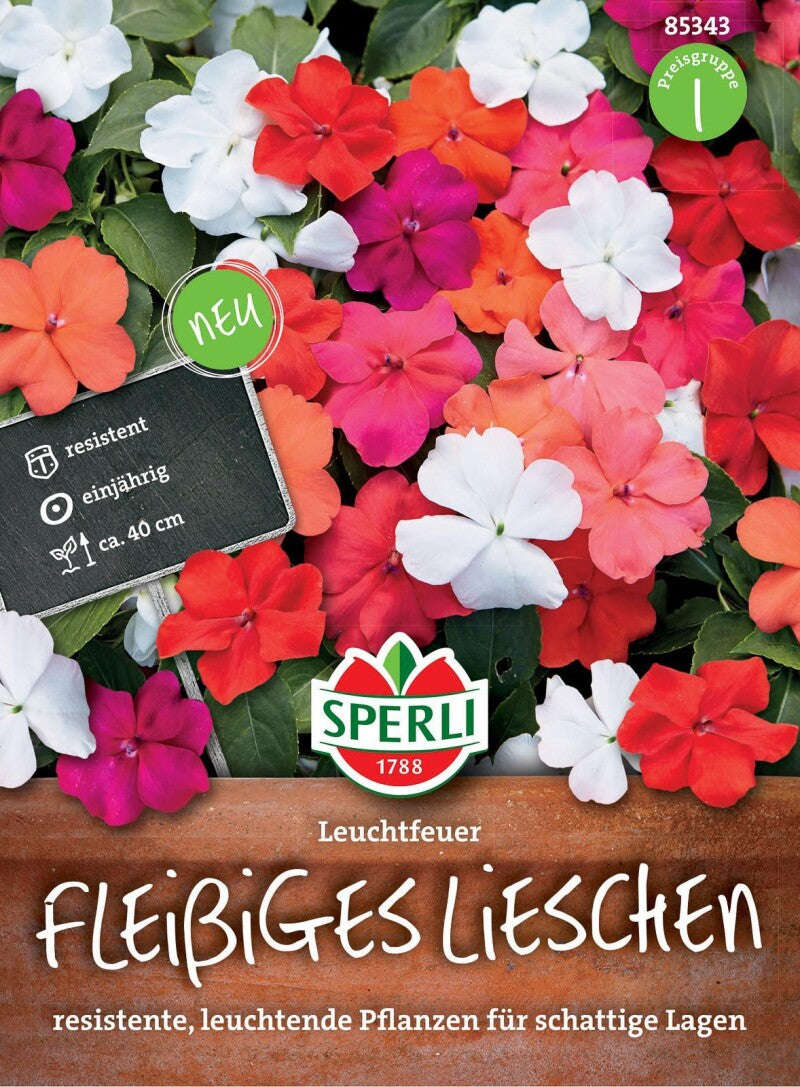  Fleißiges Lieschen Leuchtfeuer, Resistent Gegen Falschen Mehltau, Ideal Für Kübel Und Hochbeete