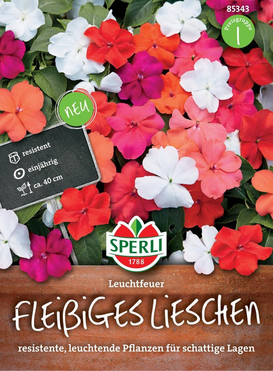  Fleißiges Lieschen Leuchtfeuer, Resistent Gegen Falschen Mehltau, Ideal Für Kübel Und Hochbeete