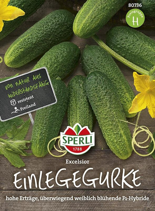  Gurke Excelsior F1 (verb. Für Cubella) Ausgezeichnete Bitterfreie Einlegegurke