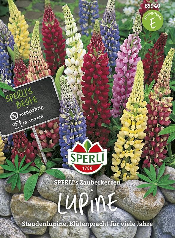  Lupinen SPERLING`s Zauberkerzen