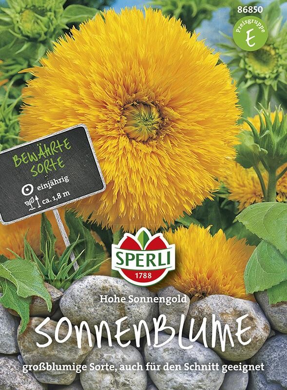  Sonnenblume Hohe Sonnengold