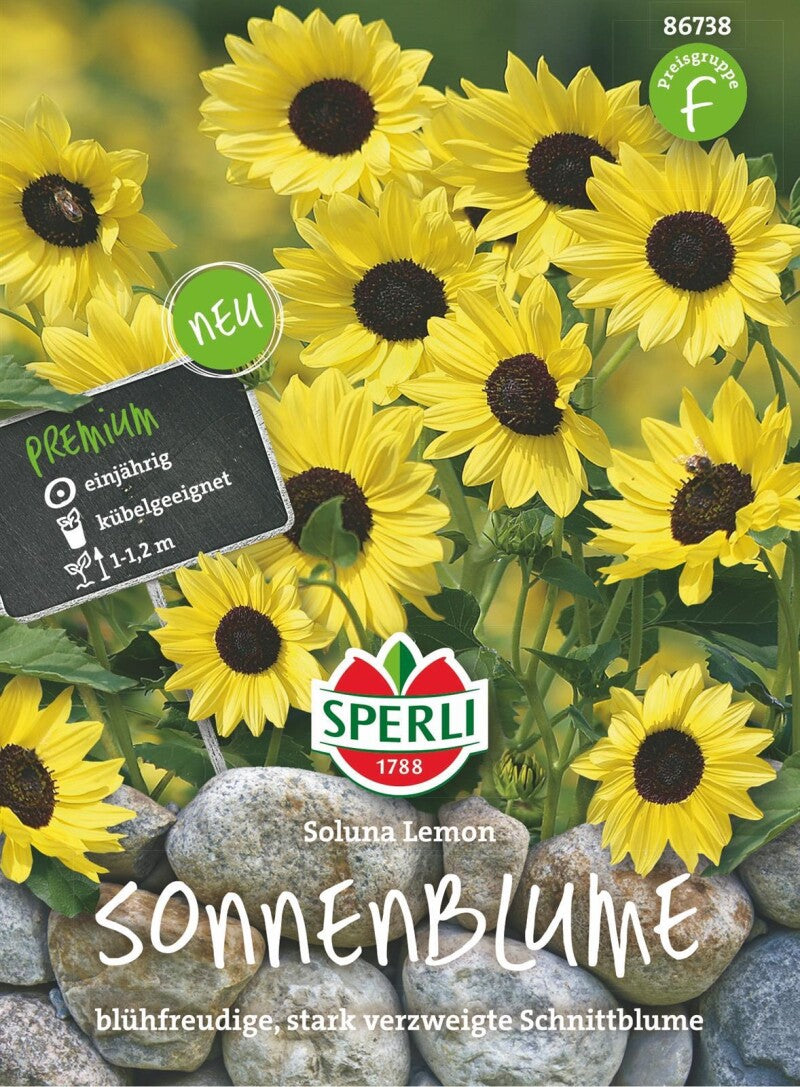  Sonnenblume Soluna Lemon, Blühfreudige Stark Verzweigte Schnittblume Und Nützlingsmagnet