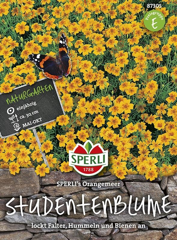  Tagetes Studentenblume, Orangemeer