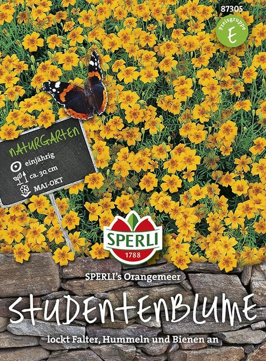  Tagetes Studentenblume, Orangemeer