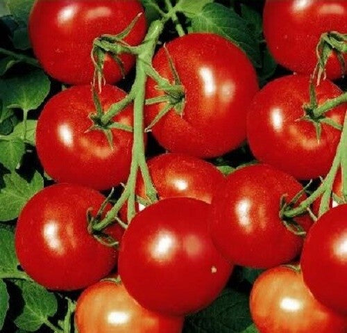  Tomaten Moneymaker 10gr